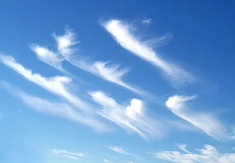 uncinus: a cloud species which consists of fine hair-like strands, with hooked terminations. Associated only...