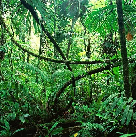 understory: a story of a building below the stories generally used for residence or work
