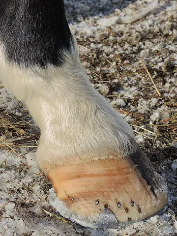 unguligrade: that walks on hooves