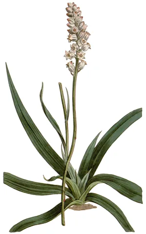 unicorn root: a flowering plant of the genus Aletris