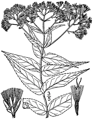 upland boneset: eupatorium sessilifolium, a species of sunflower-family plant found in the United States