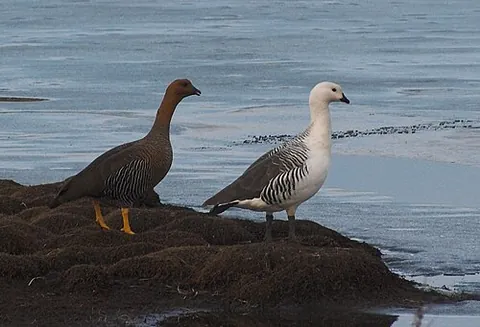 upland goose: a species of sheldgoose, Chloephaga picta, found in temperate grasslands