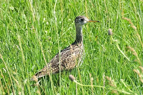 upland sandpiper: a small wader, Bartramia longicauda, breeding in North America and wintering in South America