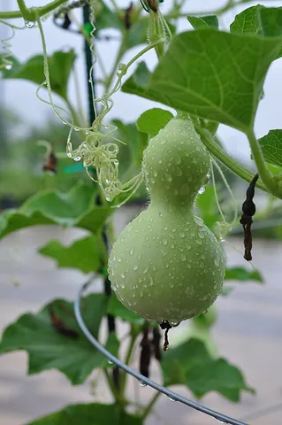 upo: lagenaria siceraria; a vine grown for its fruit
