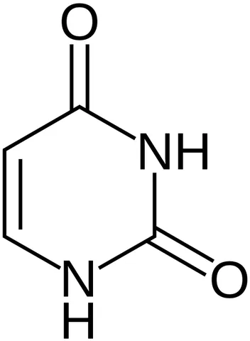 uracil: one of the bases of RNA, pairing with adenine