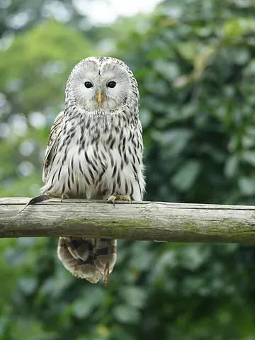 ural owl: a Eurasian species of owl, Strix uralensis