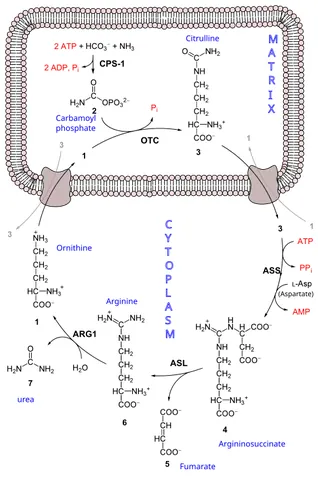 urea cycle: a metabolic cycle of biochemical reactions, occurring in ureotelic organisms, in which highly toxic...