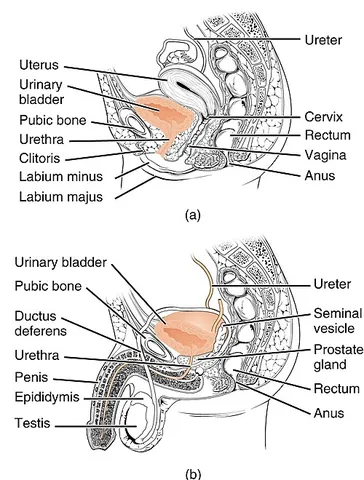 urethra: the tube through which urine exits the body and, in male placental mammals, through which semen is...