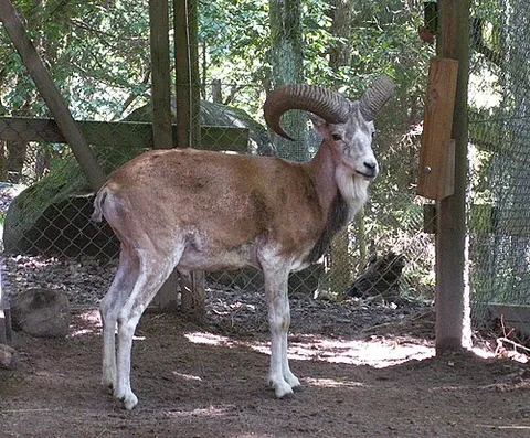 urial: a bearded reddish sheep, subspecies of Ovis orientalis (including Ovis orientalis vignei),...