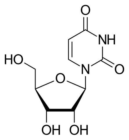 uridine: a nucleoside formed from uracil and ribose