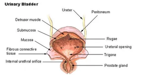 urinary bladder: an elastic, muscular sac situated in the pelvic cavity, into which urine from the kidneys is...