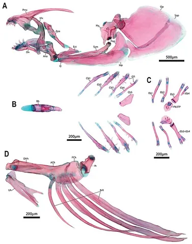 urohyal: of or pertaining to one or more median and posterior elements in the hyoid arch of fishes