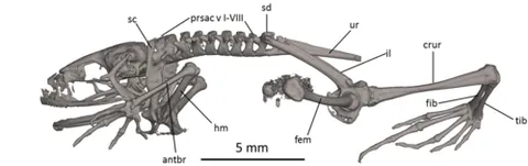 urostyle: a styliform process forming the posterior extremity of the vertebral column in some fishes and...