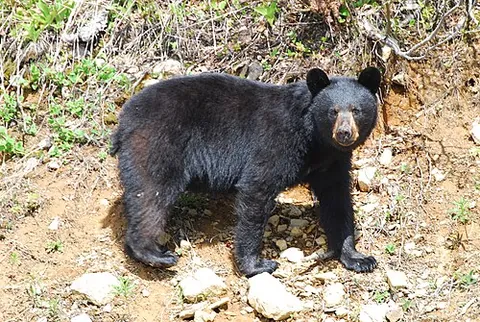 ursid: any species of the family Ursidae; a bear, a giant panda, or any of certain extinct relatives