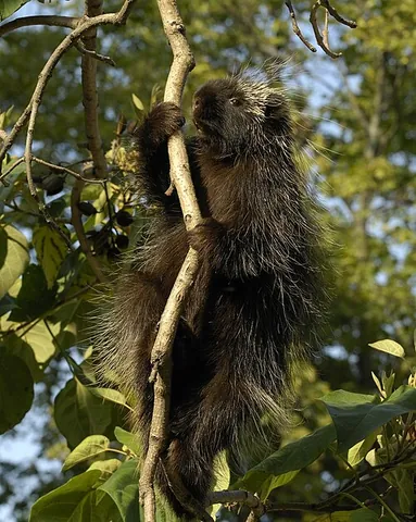 urson: a species of New World porcupine, Erethizon dorsatum