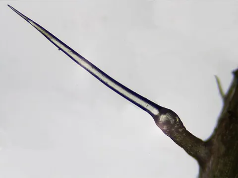urticoid: (Especially of a cystidium) shaped like a stinging-nettle hair (with a long straight pointed...
