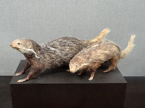 urva: a crab-eating mongoose (Urva urva, syn. Herpestes urva)