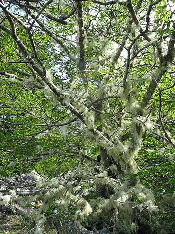 usnea: any lichen of the genus Usnea