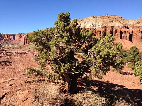 utah juniper: a shrub or small tree (Juniperus osteosperma) native to the Great Basin region of the western US