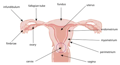 uterus: a reproductive organ of therian mammals in which the young are conceived and develop until birth
