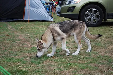 utonagan: a large dog of a breed resembling wolves, bred from the Alaskan Malamute, Siberian Husky, and...