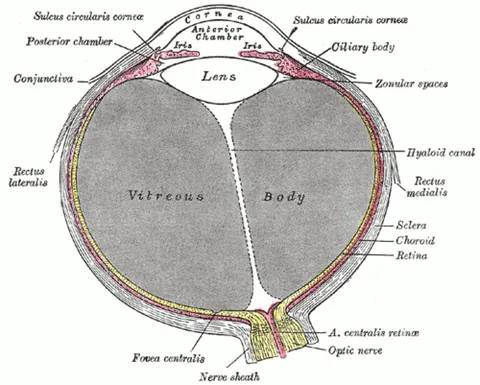 uvea: the middle of the three concentric layers that make up the eye; it is pigmented and vascular, and...