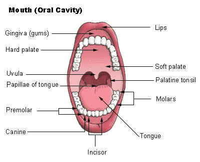 uvula: the slight elevation in the mucous membrane immediately behind the internal urethral orifice of the...