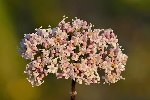 valerian: a hardy perennial flowering plant, Valeriana officinalis, with heads of sweetly scented pink or...