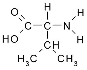 valine: an essential amino acid 2-amino-3-methylbutanoic acid found in most animal proteins