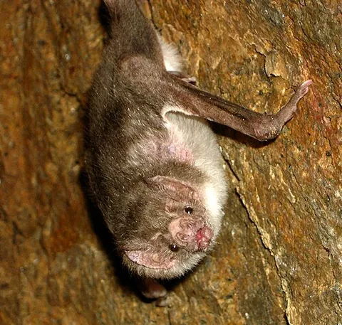 vampire bat: any of the three small bats of the subfamily Desmodontinae, native to Central and South America,...