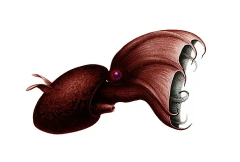 vampire squid: any of the order Vampyromorphida of cephalopods with eight arms which are united by a web of skin
