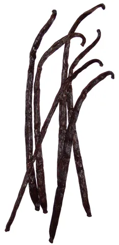 vanilla: any tropical climbing orchid of the genus Vanilla (especially Vanilla planifolia), bearing podlike...