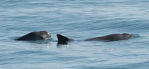 vaquita: a critically endangered porpoise, the smallest of its kind, of species Phocoena sinus, endemic to...