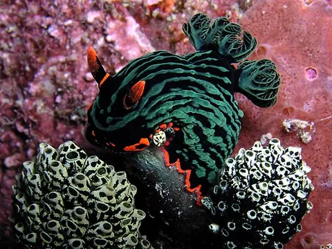variable neon slug: a species of dorid nudibranch, Nembrotha kubaryana, occurring in the tropical Western Indo-Pacific