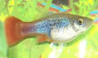 variatus platy: a tropical fish kept in aquaria, Xiphophorus variatus