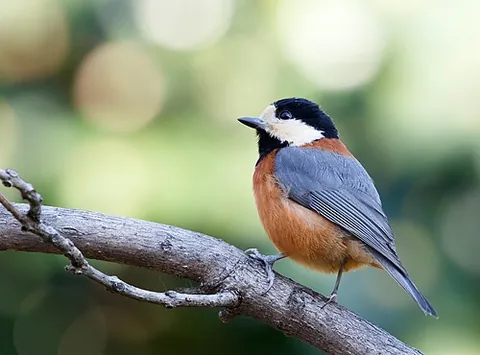 varied tit: sittiparus varius, a small bird of the tit family Paridae
