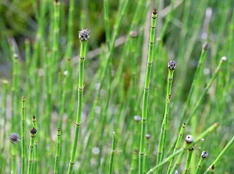 variegated horsetail: a plant in the taxonomic genus Equisetum of horsetails (Equisetum variegatum)