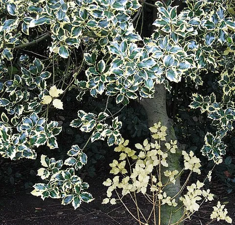 variegation: a variation in the colour of different zones of the same plant