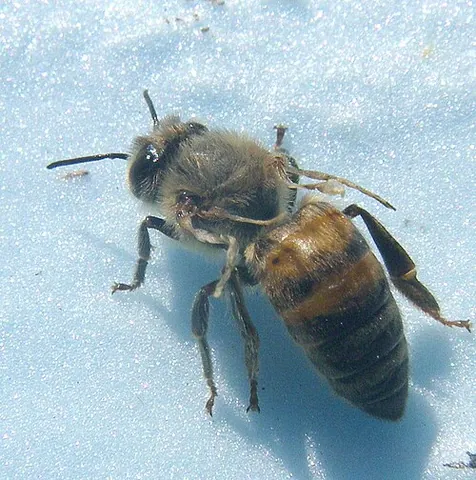 varroa: infestation with the mite Varroa destructor, or the disease caused by such mites
