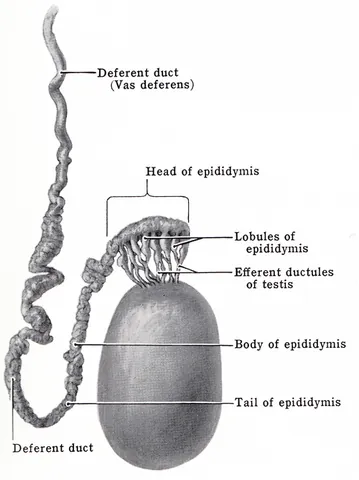 vas deferens: the duct in the testicle that carries semen from the epididymis to the ejaculatory duct