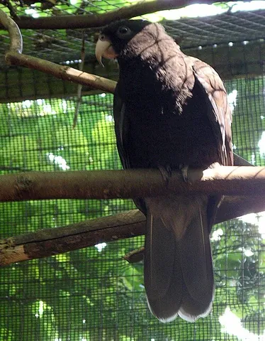 vasa: any parrot of the genus Coracopsis, native to Madagascar