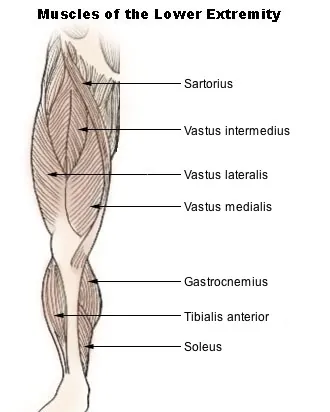vastus lateralis: the largest and most powerful part of the quadriceps femoris, a group of thigh muscles. Situated on...