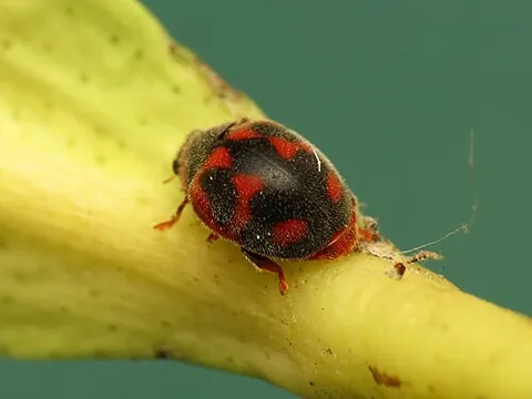 vedalia: novius cardinalis (syns. Rodolia cardinalis, Vedalia cardinalis), a ladybird beetle endemic to...