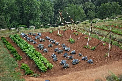 vegetable garden: a garden where vegetables and herbs are grown for personal or household use, sometimes inclusive of...