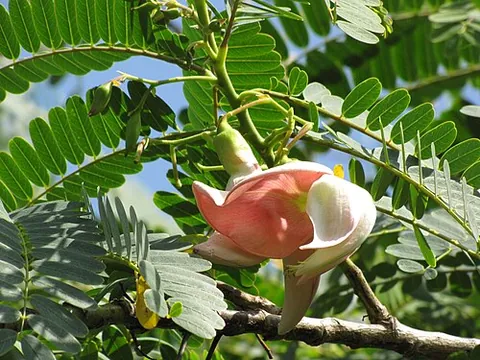 vegetable hummingbird: a tree with edible flowers, of the species Sesbania grandiflora