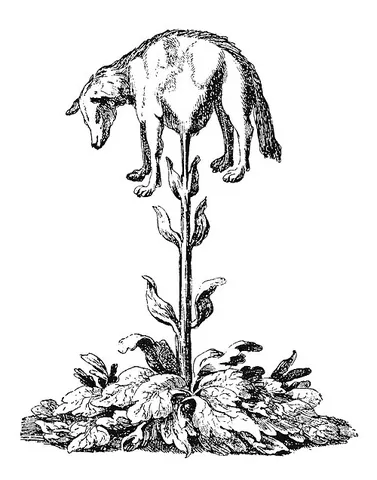 vegetable lamb: a legendary plant believed to grow sheep from its branches