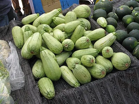 vegetable marrow: the marrow squash