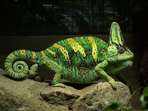 veiled chameleon: a species of arboreal chameleon with a prominent casque on its head, Chamaeleo calyptratus, native...