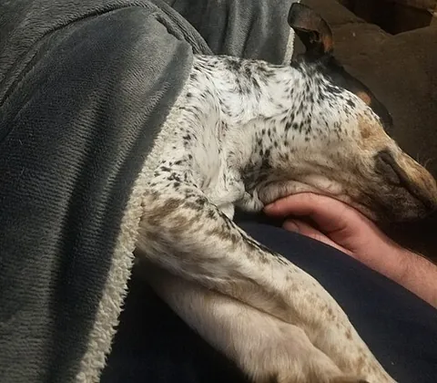 velcro dog: a dog that is very attached to its owner and rarely leaves the owner's side