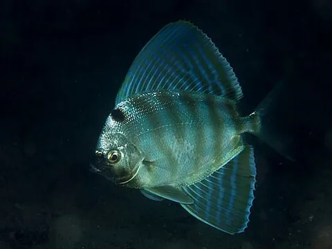 velifer: any of two species of fish that make up the family Veliferidae: a spinyfin velifer (Metavelifer...